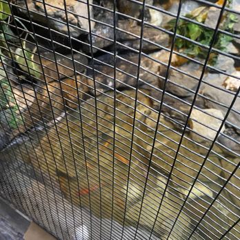 Venice Cafe - Indoor Fish pond - Pubs Near Me - Saint Louis, Missouri
