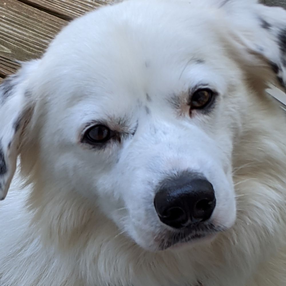 Veterinary Surgical Centers - Blizzard - Veterinarians Near Me - Vienna, Virginia Veterinary Surgical Centers - Blizzard - Veterinarians Near Me - Vienna, Virginia