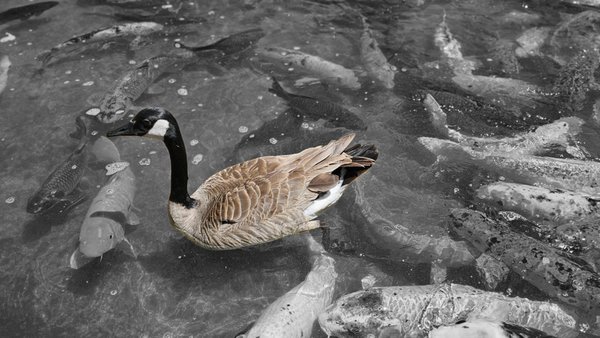 Japanese Friendship Garden by null