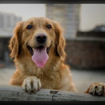 House and Pet Sitting - I had a long walk. - Pet Groomers Near Me - Newent, GLS House and Pet Sitting - I had a long walk. - Pet Groomers Near Me - Newent, GLS