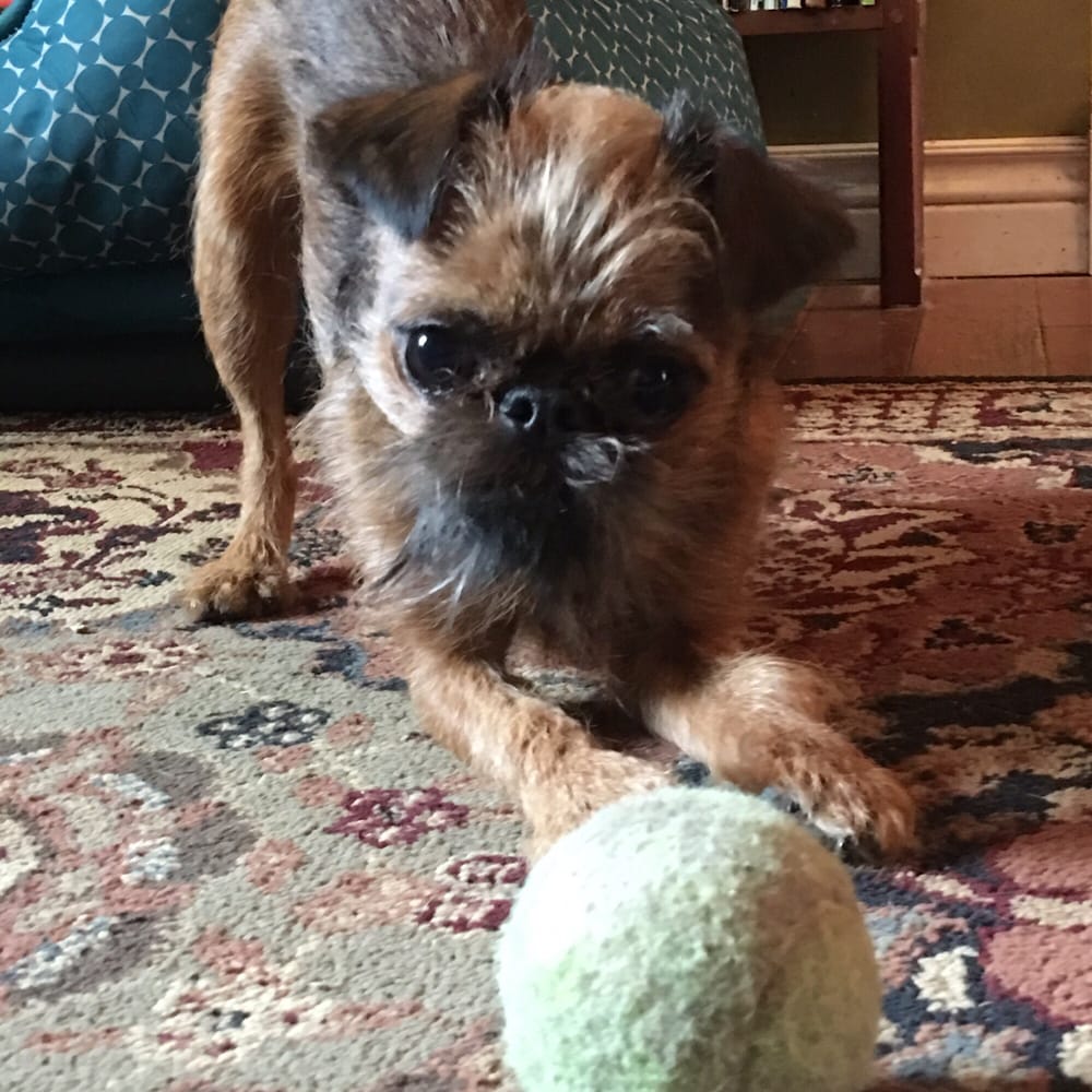 GROOMINGDALES PET SALON Updated October 2024 300 Bedford St