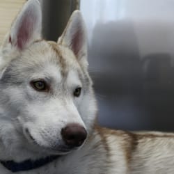 iLab Pharmacy - Our on-site therapist, Shiloh.