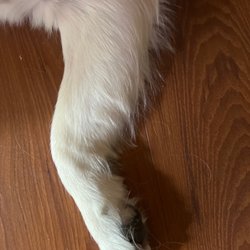 Lake Air Grooming Salon - Sides of his arms aren't trimmed, and butt aren't wasn't even touched when i specifically asked her to to that area