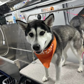 Furry Land - Central Ohio - Ready to walk the runway! - Pet Groomers Near Me Furry Land - Central Ohio - Ready to walk the runway! - Pet Groomers Near Me
