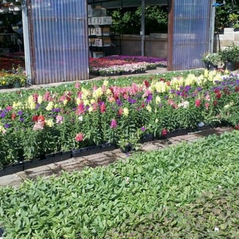 Ruibal's Plants of Texas - Nurseries & Gardening Near Me - Dallas, Texas Ruibal's Plants of Texas - Nurseries & Gardening Near Me - Dallas, Texas
