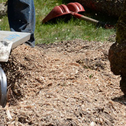 Expert Tree Care