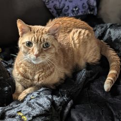 Perry Integrative Veterinary Care - Frodo the Orange