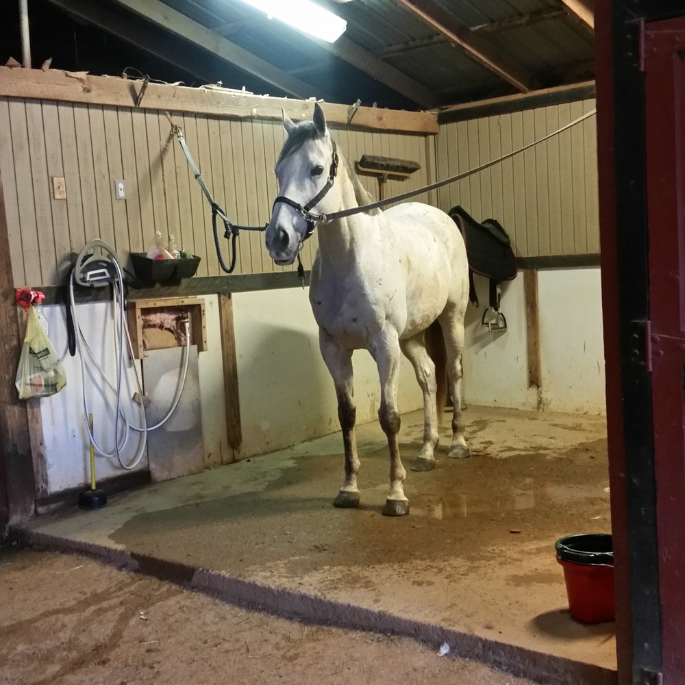 THE BEST 10 HORSE BOARDING near JASPER, GA 30143 - Updated 2026 - Hours -  Yelp