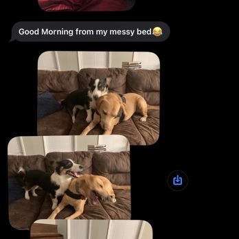 Boarding Buddy - Example of "pupdates" - Pet Boarding Near Me - Tallahassee, Florida Boarding Buddy - Example of "pupdates" - Pet Boarding Near Me - Tallahassee, Florida