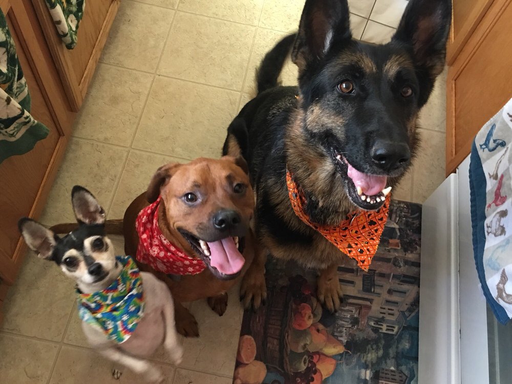 THE PET BRIGADE 20 Photos & 49 Reviews Pet Groomers Fort Lewis, WA Phone Number Yelp