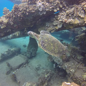 BWB Diving - Scuba Diving Near Me - Lahaina, Hawaii BWB Diving - Scuba Diving Near Me - Lahaina, Hawaii