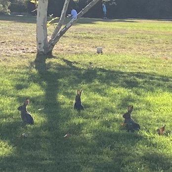 King Gillette Ranch - 3 bunnies chilling in the shade out of 6 that I spotted - Parks Near Me - Calabasas, California King Gillette Ranch - 3 bunnies chilling in the shade out of 6 that I spotted - Parks Near Me - Calabasas, California