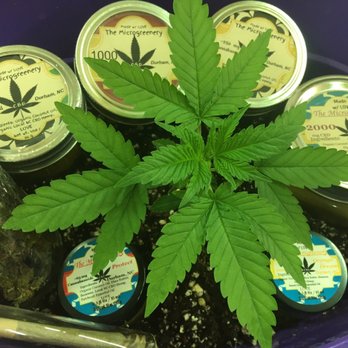 The Microgreenery - Hemp plant and our wonderful hemp products - Fruits & Veggies Near Me