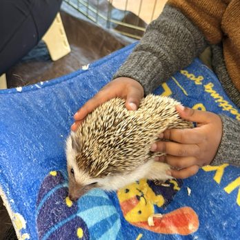 Tiny Tails To You - Petting Zoos Near Me