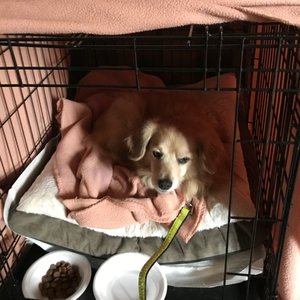 Pet Food Express 23 Reviews Pet Stores 868 Sir Francis Drake