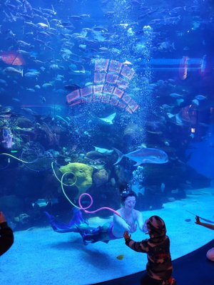 The Aquarium at Silverton Casino by null