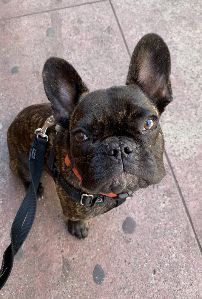 Madame Pat's Fantastic Pet Services - pet boarding facility in San Francisco, CA