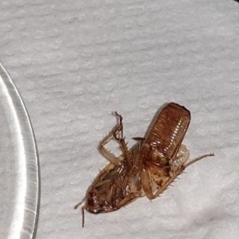 Arthur's Steakhouse - Free cockroach with every drink. - Seafood Near Me - Addison, Texas Arthur's Steakhouse - Free cockroach with every drink. - Seafood Near Me - Addison, Texas