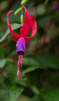 The Butchart Gardens by null