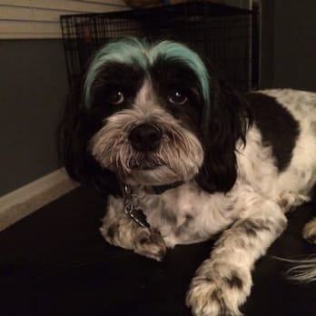 So Fetch - Pet Groomers Near Me - Las Vegas, Nevada So Fetch - Pet Groomers Near Me - Las Vegas, Nevada