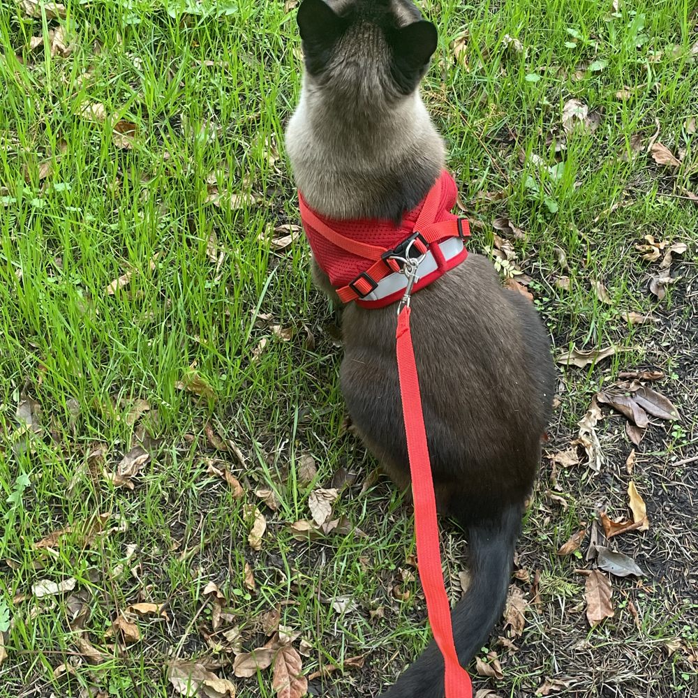 TOP 10 BEST Cat Training in Solano County, CA - Updated 2026 - Yelp