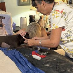 Terrie Sizemore, DVM - 1st attempt of 8x to euthanize my boy.