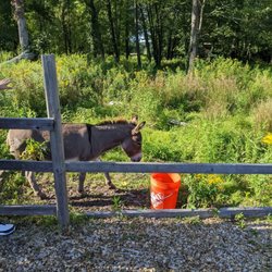 Oakdale Farm - Kindest donkey ever - Dusty