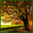 Low Rate Tree Service - tree service in Fayetteville, AR