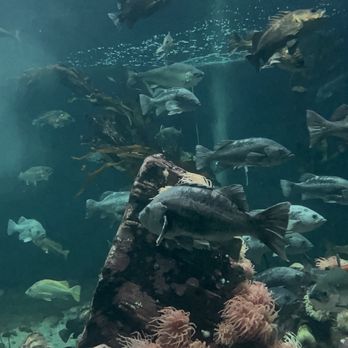 Vancouver Aquarium - Aquariums Near Me - Vancouver, British Columbia Vancouver Aquarium - Aquariums Near Me - Vancouver, British Columbia