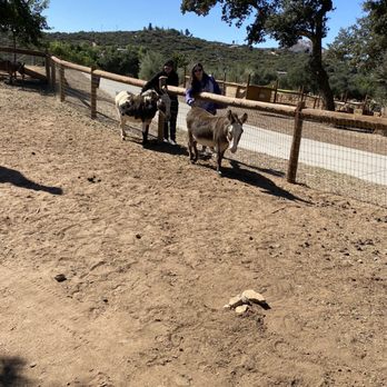 Alpine Acres Sanctuary Farm - Mini donkeys - Ranches Near Me - Alpine, California