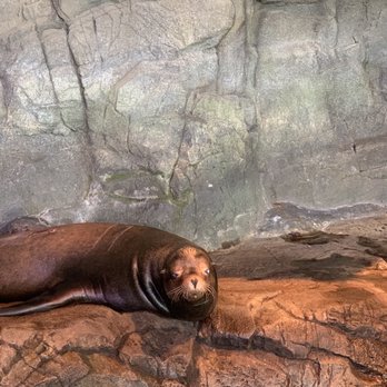 Shedd Aquarium - Aquariums Near Me - Chicago, Illinois Shedd Aquarium - Aquariums Near Me - Chicago, Illinois