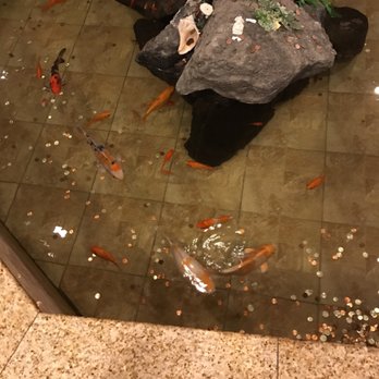 Grand Super Buffet - a fish pond with rocks and fish - Buffets Near Me - Rochester, New York