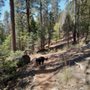 Photo of Tonto National Forest