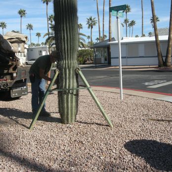 The Cactus Doctor - The braces are still there a year and half later. Instruction of watering frequency and amount was provided. - Gardeners Near Me - Phoenix, Arizona