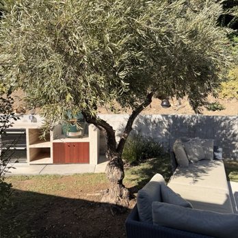 Contractors Crane Service - Ancient olive in her new home! - Crane Services Near Me - Van Nuys, California