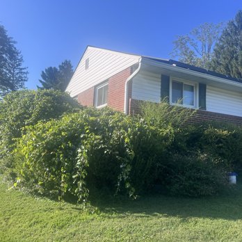 Gimmys General contracting - Before - Tree Services Near Me