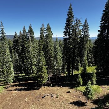 Scott Simpson Tree Removal - Tree Services Near Me