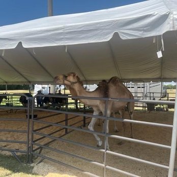 Lone Star Park - Camel racing on extreme racing days. Great family fun. - Venues & Event Spaces Near Me - Grand Prairie, Texas Lone Star Park - Camel racing on extreme racing days. Great family fun. - Venues & Event Spaces Near Me - Grand Prairie, Texas
