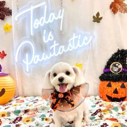 OC Pawtastic Grooming - Halloween 2024