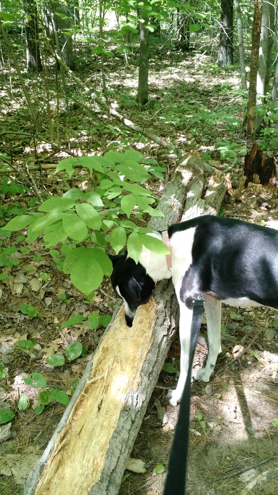 MIDLAND CITY FOREST Updated September 2024 2840 E Monroe Rd, Midland, Michigan Parks