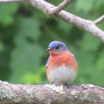 Peggy E Baker Park - Eastern Bluebird - Parks Near Me - Crestwood, Kentucky Peggy E Baker Park - Eastern Bluebird - Parks Near Me - Crestwood, Kentucky