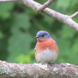 Peggy E Baker Park - Eastern Bluebird