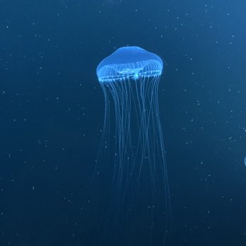 Aquarium Pyramid - Jellyfish - Aquariums Near Me - Galveston, Texas Aquarium Pyramid - Jellyfish - Aquariums Near Me - Galveston, Texas