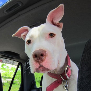 Little Critter Pet Sitter - Dog Walkers Near Me - Plainfield, New Jersey Little Critter Pet Sitter - Dog Walkers Near Me - Plainfield, New Jersey