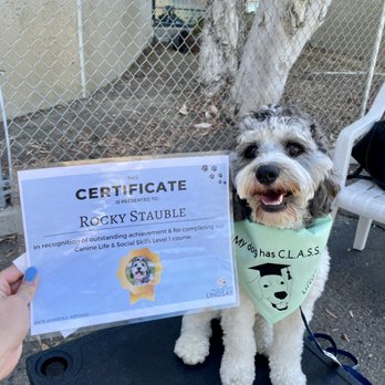 Training with Lindsay - Graduation from Round 1 of group training! - Pet Training Near Me Training with Lindsay - Graduation from Round 1 of group training! - Pet Training Near Me