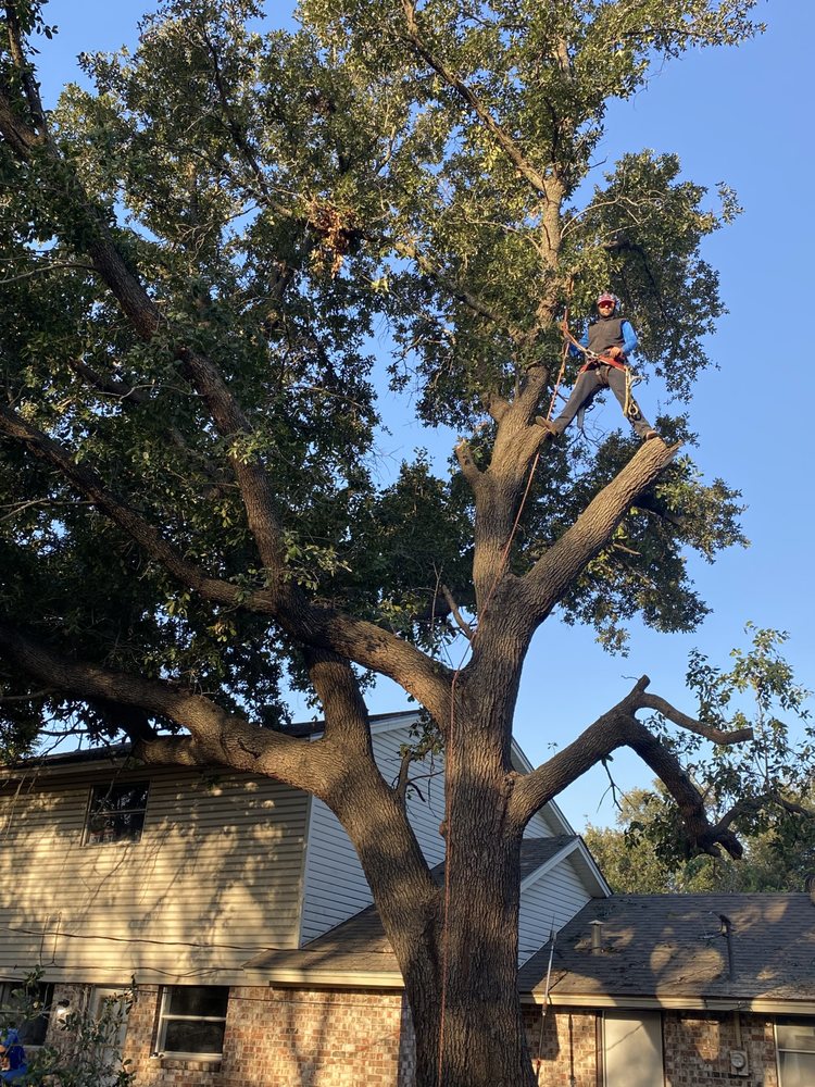 SOTO’S TREE Updated October 2024 2151 San Jose Dr, Fort Worth