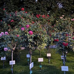 Volksgarten