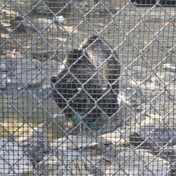 Wildlife Images Rehabilitation & Education Center - Bear