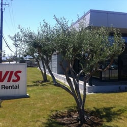Avis Rent A Car