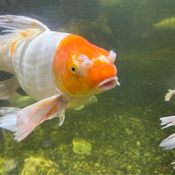 Austin Aquarium - Fish - Aquariums Near Me - Austin, Texas